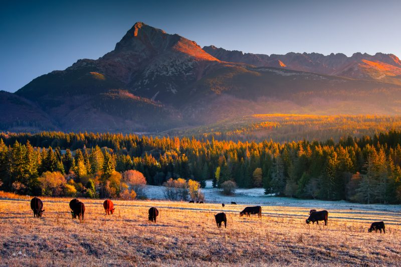 Poranek z widokiem na Krivań, jesień 2024