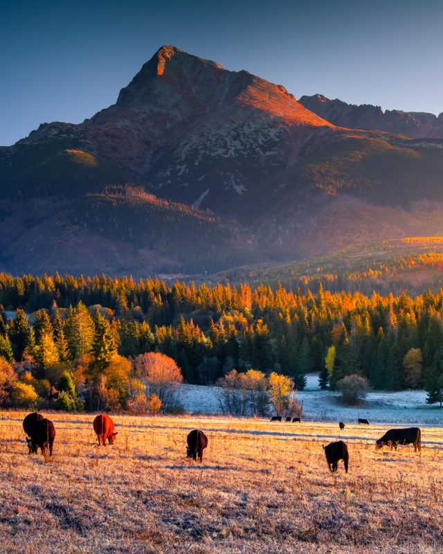 Poranek z widokiem na Krivań, jesień 2024